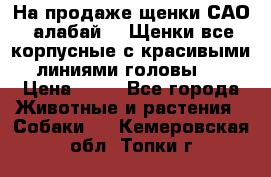 На продаже щенки САО (алабай ). Щенки все корпусные с красивыми линиями головы . › Цена ­ 30 - Все города Животные и растения » Собаки   . Кемеровская обл.,Топки г.